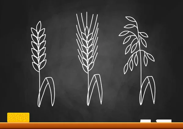 Tekening van granen op blackboard — Stockvector