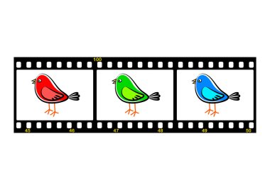Film şeridi ile kuş