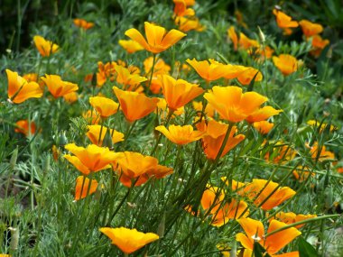 California haşhaş, eschscholzia californica