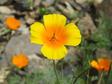 California haşhaş, eschscholzia californica