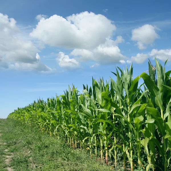 Campo de maíz — Foto de Stock