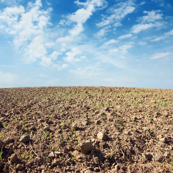 Voorjaarsveld — Stockfoto