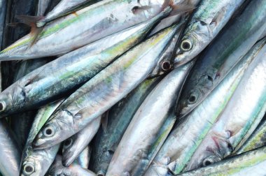 Mackerels.