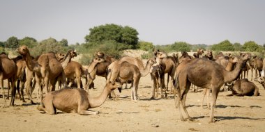 dromedary kafa.