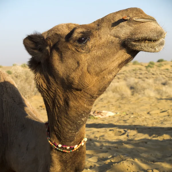 Dromedary head. — Stock Photo, Image