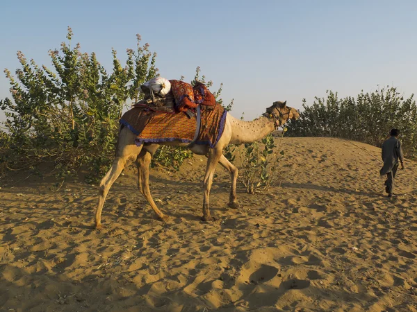 Άνθρωπος που οδηγεί μια καμήλα. — Φωτογραφία Αρχείου