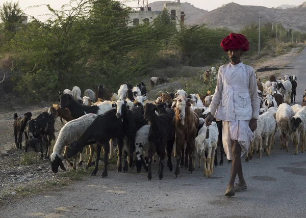 Индийский пастух . — стоковое фото