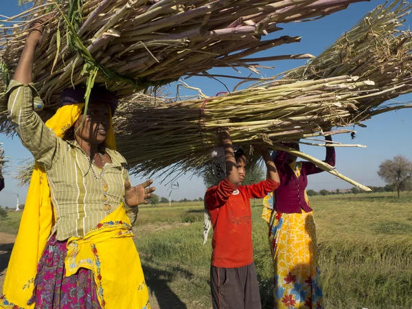 Mujeres llevando cañas en la cabeza . — Foto de Stock