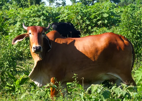 Vaca mirando . — Foto de Stock