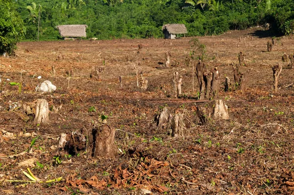 熱帯林の破壊 — ストック写真