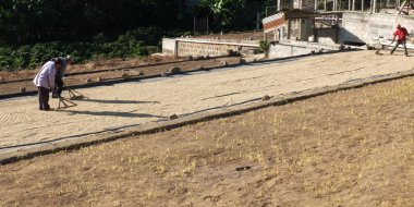 Kuru kahve çekirdekleri.