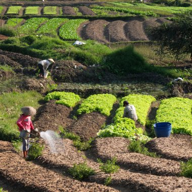 Laos sebze bahçesi.
