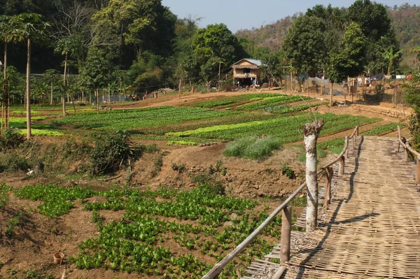 Laotian vegetable garden. — Stock Photo, Image