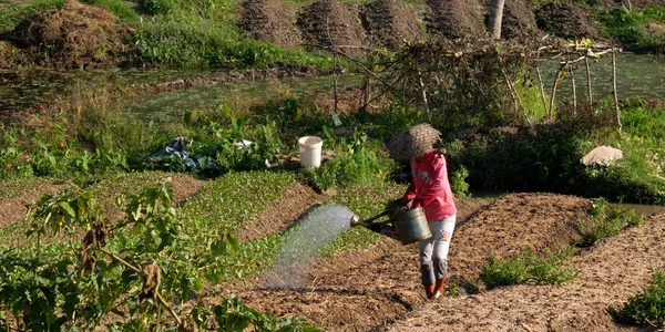 亚洲浇水的园丁. 图库照片