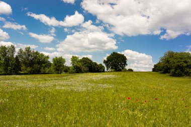 Yaz alan kırmızı çiçekler ve mavi gökyüzü ile