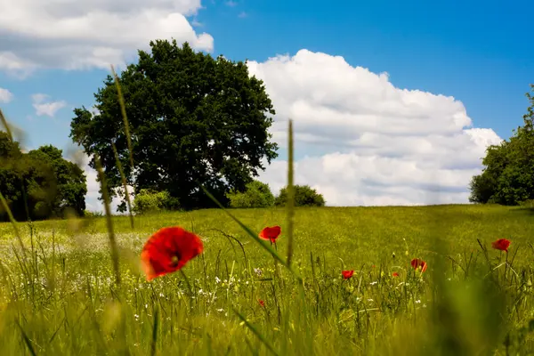 Yaz alan kırmızı çiçekler ve mavi gökyüzü ile