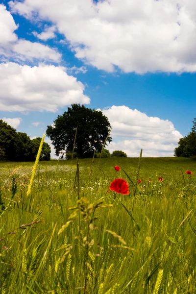 Yaz alan kırmızı çiçekler ve mavi gökyüzü ile