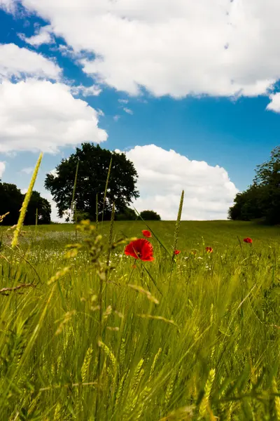 Yaz alan kırmızı çiçekler ve mavi gökyüzü ile