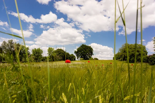 Yaz alan kırmızı çiçekler ve mavi gökyüzü ile