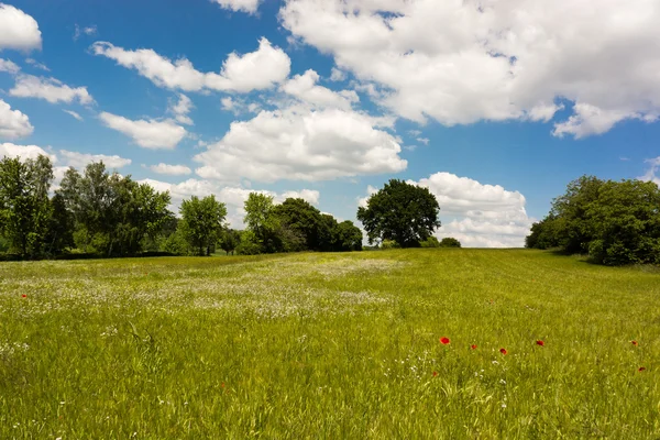 Yaz alan kırmızı çiçekler ve mavi gökyüzü ile