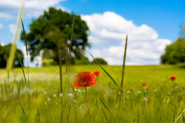 Yaz alan kırmızı çiçekler ve mavi gökyüzü ile