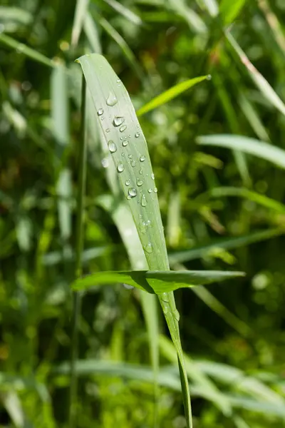 Gotas de lluvia sobre gras — Foto de Stock