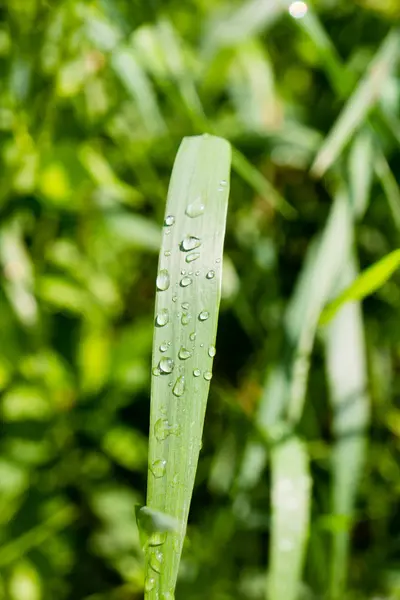 Rain drops on gras — Stock Photo, Image