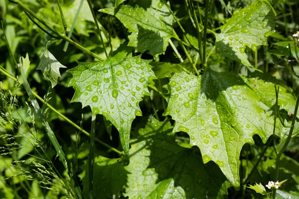 Yağmur damlaları büyük yeşil yapraklar