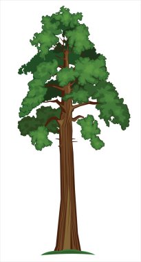 Vector Sequoia clipart