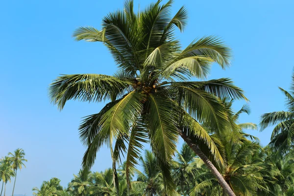 Кокосова Пальма — стокове фото