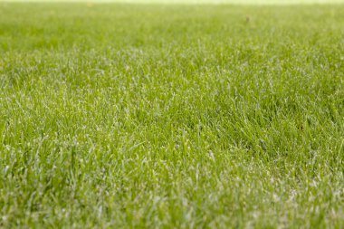 Güzel yeşil çimen dokusu