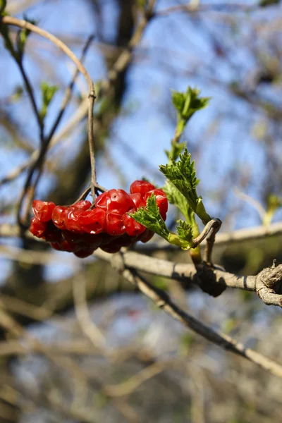 Φθινόπωρο rowan σε φόντο του ουρανού μπλε — Φωτογραφία Αρχείου