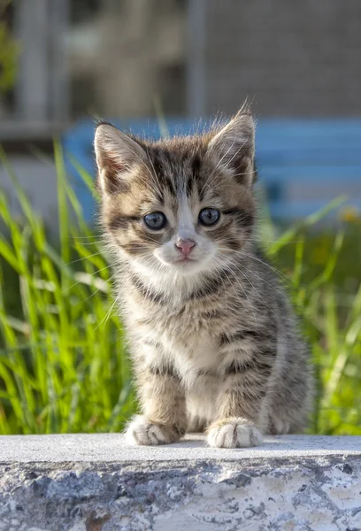 Pequeno gatinho — Fotografia de Stock