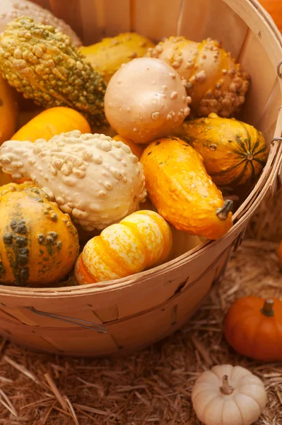 Cosecha de calabaza — Foto de Stock