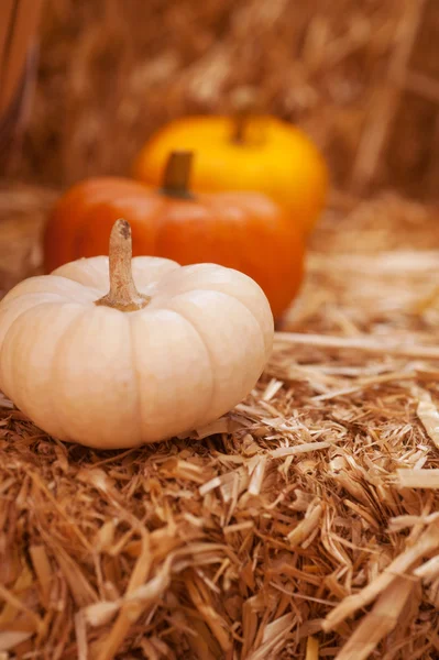 Cosecha de calabaza — Foto de Stock