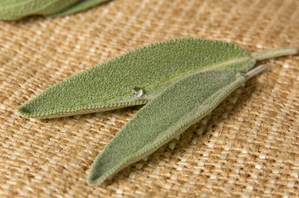 Salvia leaves — Stock Photo, Image