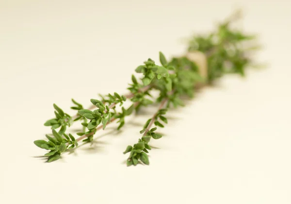 Thyme twig — стоковое фото