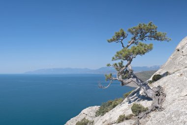 Yalnız çam kaya, deniz