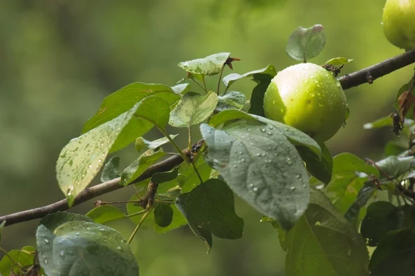 Зеленое яблоко на ветке яблоня — стоковое фото