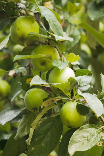 Några gröna äpplen på äppelträd gren — Stockfoto