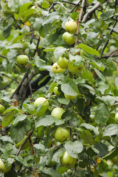 Зеленые яблоки на ветке яблони — стоковое фото