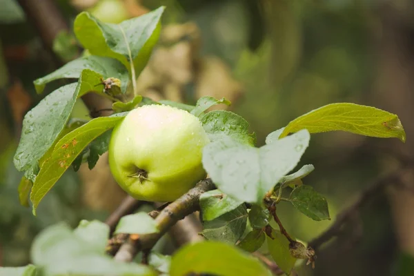 Una manzana verde en la rama del Manzano —  Fotos de Stock