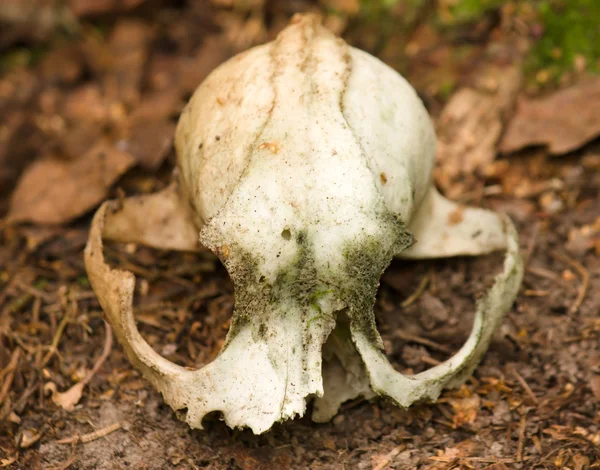 Oude gebroken dierlijke schedel — Stockfoto
