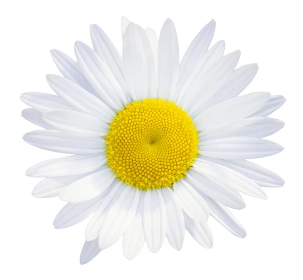 Cabeza de flor de margaritas — Foto de Stock