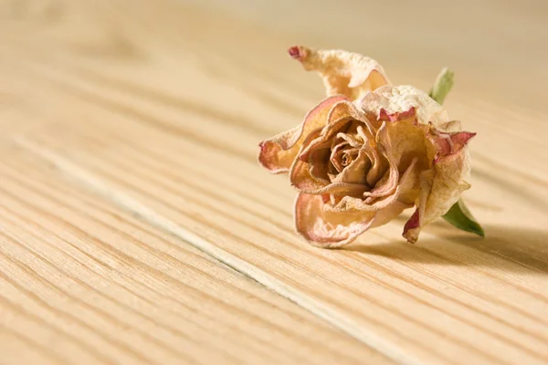 Dried rose on wooden table — Stock Photo, Image