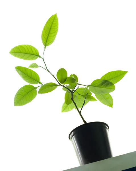 Citrus plant in flowerpot on windowsill — Stock Photo, Image