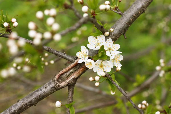 Cherry tree blossom — Stock Photo, Image