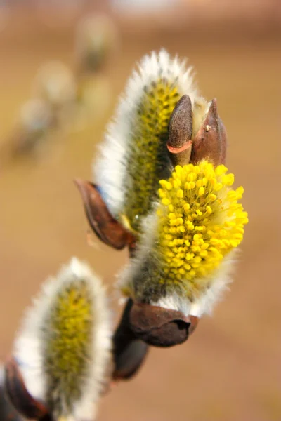 Fiori di salice — Foto Stock