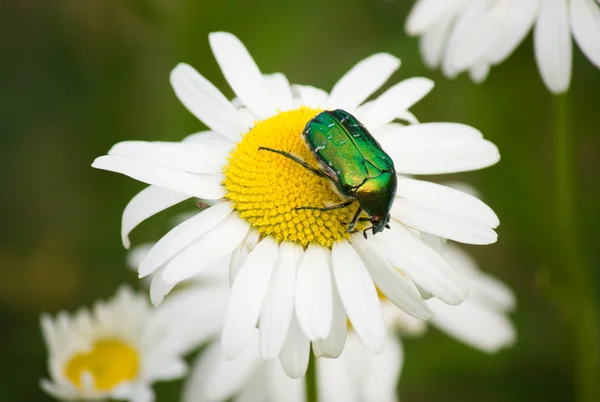 Zöld bogár a Kamilla — Stock Fotó