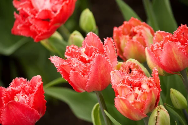 Tulipanes rojos — Foto de Stock